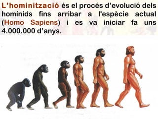 L’hominització és el procés d’evolució dels
homínids fins arribar a l'espècie actual
(Homo Sapiens) i es va iniciar fa uns
4.000.000 d’anys.
 