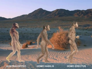 AUSTRALOPITEC HOMO HABILIS HOMO ERECTUS
 