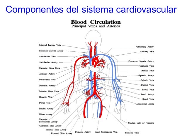 sistema cardio