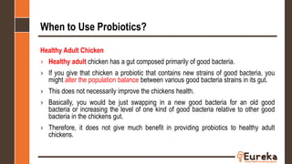 When to Use Probiotics?
Healthy Adult Chicken
› Healthy adult chicken has a gut composed primarily of good bacteria.
› If you give that chicken a probiotic that contains new strains of good bacteria, you
might alter the population balance between various good bacteria strains in its gut.
› This does not necessarily improve the chickens health.
› Basically, you would be just swapping in a new good bacteria for an old good
bacteria or increasing the level of one kind of good bacteria relative to other good
bacteria in the chickens gut.
› Therefore, it does not give much benefit in providing probiotics to healthy adult
chickens.
 