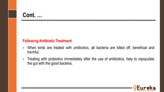 Cont. …
Following Antibiotic Treatment
› When birds are treated with antibiotics, all bacteria are killed off, beneficial and
harmful.
› Treating with probiotics immediately after the use of antibiotics, help to repopulate
the gut with the good bacteria.
 