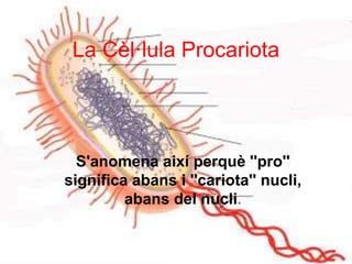 La Cèl·lula Procariota
S'anomena així perquè ''pro''
significa abans i ''cariota'' nucli,
abans del nucli.
 