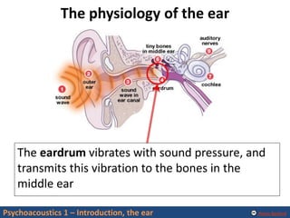 Alexis Baskind
The physiology of the ear
Psychoacoustics 1 – Introduction, the ear
The eardrum vibrates with sound pressure, and
transmits this vibration to the bones in the
middle ear
 
