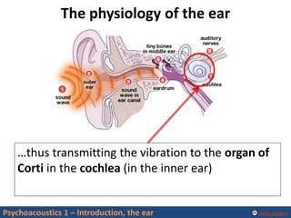 Alexis Baskind
The physiology of the ear
Psychoacoustics 1 – Introduction, the ear
…thus transmitting the vibration to the organ of
Corti in the cochlea (in the inner ear)
 