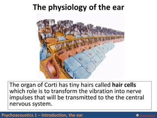 Alexis Baskind
The physiology of the ear
Psychoacoustics 1 – Introduction, the ear
The organ of Corti has tiny hairs called hair cells
which role is to transform the vibration into nerve
impulses that will be transmitted to the the central
nervous system.
 