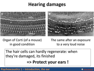 Alexis Baskind
Hearing damages
Psychoacoustics 1 – Introduction, the ear
The hair cells can hardly regenerate: when
they’re damaged, its finished
=> Protect your ears !
Organ of Corti (of a mouse)
in good condition
The same after an exposure
to a very loud noise
 