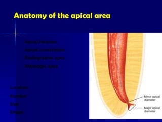 01-pulp space morphology 3rd yegfhfar.pdf