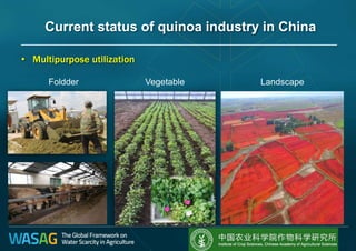 • Multipurpose utilization
Current status of quinoa industry in China
Foldder Vegetable Landscape
 