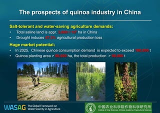 Salt-tolerant and water-saving agriculture demands:
• Total saline land is appr. 3,600×107 ha in China
• Drought induces 47.3% agricultural production loss
Huge market potential：
• In 2025, Chinese quinoa consumption demand is expected to exceed 100,000 t
• Quinoa planting area > 50,000 ha, the total production > 90,000 t
The prospects of quinoa industry in China
 