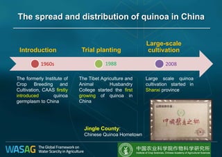 The spread and distribution of quinoa in China
Introduction
Large-scale
cultivation
1960s 1988
The formerly Institute of
Crop Breeding and
Cultivation, CAAS firstly
introduced quinoa
germplasm to China
Trial planting
Large scale quinoa
cultivation started in
Shanxi province
Jingle County:
Chinese Quinoa Hometown
2008
The Tibet Agriculture and
Animal Husbandry
College started the first
growing of quinoa in
China
 