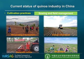 • Cultivation practices Sowing and field management
Manual sowing in the mountains
Sowing with machine
Sowing in dry sandy soil
Weed control
Current status of quinoa industry in China
 