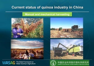 Manual and mechanical harvesting
Current status of quinoa industry in China
 