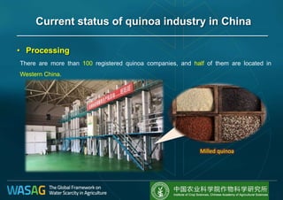 • Processing
There are more than 100 registered quinoa companies, and half of them are located in
Western China.
Milled quinoa
Current status of quinoa industry in China
 