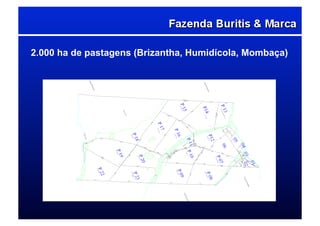 2.000 ha de pastagens (Brizantha, Humidícola, Mombaça)
 