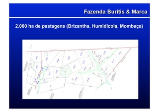 2.000 ha de pastagens (Brizantha, Humidícola, Mombaça)
 