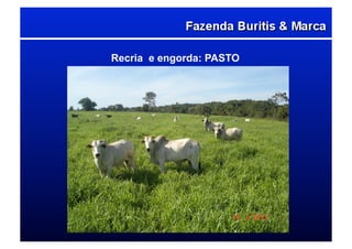 Recria e engorda: PASTO
 