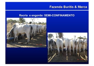 Recria e engorda: SEMI-CONFINAMENTO
 