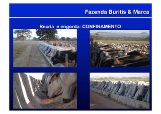 Recria e engorda: CONFINAMENTO
 