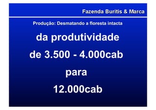 Produção: Desmatando a floresta intacta
da produtividade
de 3.500 - 4.000cab
para
12.000cab
 