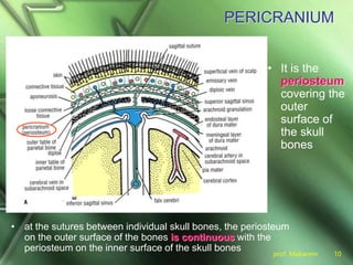 prof. Makarem 10
PERICRANIUM
• at the sutures between individual skull bones, the periosteum
on the outer surface of the bones is continuous with the
periosteum on the inner surface of the skull bones
• It is the
periosteum
covering the
outer
surface of
the skull
bones
 