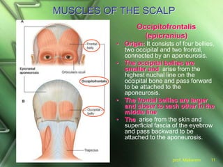 prof. Makarem 11
MUSCLES OF THE SCALP
Occipitofrontalis
(epicranius)
• Origin: It consists of four bellies,
two occipital and two frontal,
connected by an aponeurosis.
• The occipital bellies are
smaller and arise from the
highest nuchal line on the
occipital bone and pass forward
to be attached to the
aponeurosis.
• The frontal bellies are larger
and closer to each other in the
middle line
• The arise from the skin and
superficial fascia of the eyebrow
and pass backward to be
attached to the aponeurosis.
 