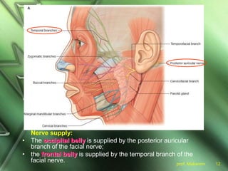 prof. Makarem 12
Nerve supply:
• The occipital belly is supplied by the posterior auricular
branch of the facial nerve;
• the frontal belly is supplied by the temporal branch of the
facial nerve.
 