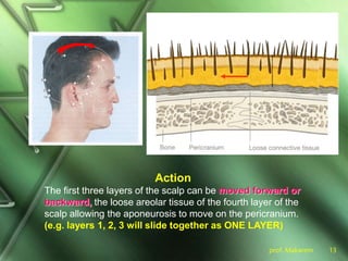 prof. Makarem 13
Action
The first three layers of the scalp can be moved forward or
backward, the loose areolar tissue of the fourth layer of the
scalp allowing the aponeurosis to move on the pericranium.
(e.g. layers 1, 2, 3 will slide together as ONE LAYER)
 