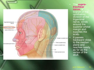 prof. Makarem 16
• The supra-
trochlear
nerve, a
branch of the
ophthalmic
division of the
trigeminal
nerve, winds
around the
superior orbital
margin and
supplies the
scalp.
• It passes
backward close
to the median
plane and
reaches nearly
as far as the
vertex of the
skull.
 