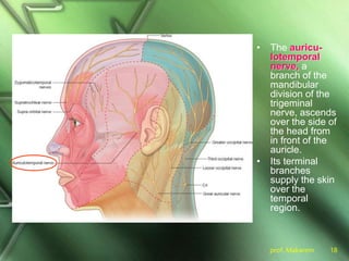 prof. Makarem 18
• The auricu-
lotemporal
nerve, a
branch of the
mandibular
division of the
trigeminal
nerve, ascends
over the side of
the head from
in front of the
auricle.
• Its terminal
branches
supply the skin
over the
temporal
region.
 