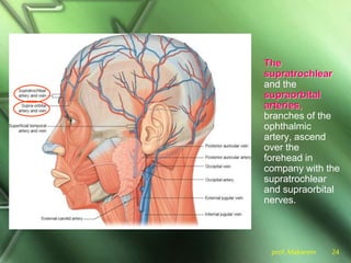 prof. Makarem 24
The
supratrochlear
and the
supraorbital
arteries,
branches of the
ophthalmic
artery, ascend
over the
forehead in
company with the
supratrochlear
and supraorbital
nerves.
 