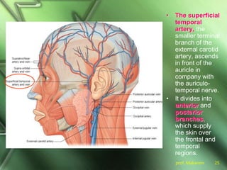 prof. Makarem 25
• The superficial
temporal
artery, the
smaller terminal
branch of the
external carotid
artery, ascends
in front of the
auricle in
company with
the auriculo-
temporal nerve.
• It divides into
anterior and
posterior
branches,
which supply
the skin over
the frontal and
temporal
regions.
 