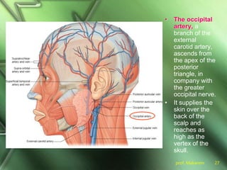 prof. Makarem 27
• The occipital
artery, a
branch of the
external
carotid artery,
ascends from
the apex of the
posterior
triangle, in
company with
the greater
occipital nerve.
• It supplies the
skin over the
back of the
scalp and
reaches as
high as the
vertex of the
skull.
 