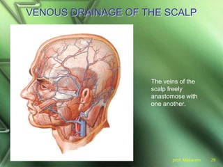 prof. Makarem 29
VENOUS DRAINAGE OF THE SCALP
The veins of the
scalp freely
anastomose with
one another.
 