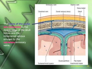 prof. Makarem 30
The veins of the scalp
are connected to the
diploic veins of the skull
bones and the
intracranial venous
sinuses by the
valveless emissary
veins.
 