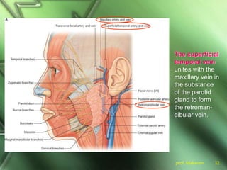 prof. Makarem 32
The superficial
temporal vein
unites with the
maxillary vein in
the substance
of the parotid
gland to form
the retroman-
dibular vein.
 