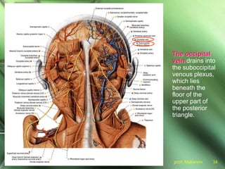 prof. Makarem 34
The occipital
vein drains into
the suboccipital
venous plexus,
which lies
beneath the
floor of the
upper part of
the posterior
triangle.
 