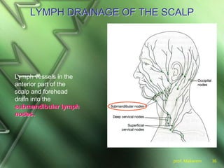 prof. Makarem 36
LYMPH DRAINAGE OF THE SCALP
Lymph vessels in the
anterior part of the
scalp and forehead
drain into the
submandibular lymph
nodes.
 