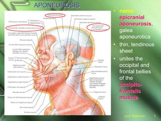 prof. Makarem 5
APONEUROSIS
• name:
epicranial
aponeurosis,
galea
aponeurotica
• thin, tendinous
sheet
• unites the
occipital and
frontal bellies
of the
occipito-
frontalis
muscle
 