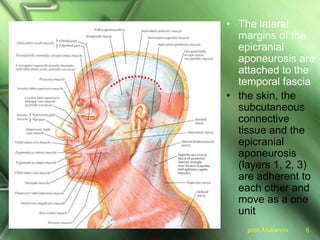 prof. Makarem 6
• The lateral
margins of the
epicranial
aponeurosis are
attached to the
temporal fascia
• the skin, the
subcutaneous
connective
tissue and the
epicranial
aponeurosis
(layers 1, 2, 3)
are adherent to
each other and
move as a one
unit
 