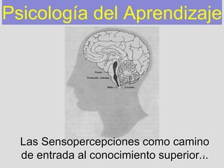 1
Psicología del Aprendizaje
Las Sensopercepciones como camino
de entrada al conocimiento superior...
 
