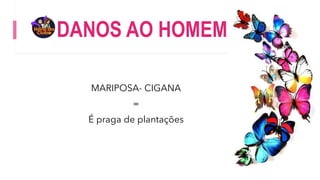 DANOS AO HOMEM
MARIPOSA- CIGANA
=
É praga de plantações
 