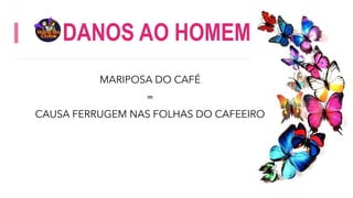 DANOS AO HOMEM
MARIPOSA DO CAFÉ
=
CAUSA FERRUGEM NAS FOLHAS DO CAFEEIRO
 