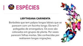 ESPÉCIES
LIBYTHEANA CARINENTA
Borboleta que tem palpos longos labiais que se
parecem com um focinho longo. Ela tem 2
polegadas de envergadura. Os ovos são
colocados em grupos de planta. Por vezes
parecem folhas mortas. São conhecidas por
realizarem longas migrações.
 