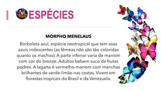 ESPÉCIES
MORPHO MENELAUS
Borboleta azul, espécie neotropical que tem asas
azuis iridescentes (as fêmeas não são tão coloridas
quanto os machos). A parte inferior varia de marrom
com cor do bronze. Adultos bebem suco de frutas
podres. A lagarta é vermelho-marrom com manchas
brilhantes de verde-limão nas costas. Vivem em
florestas tropicais do Brasil e da Venezuela.
 
