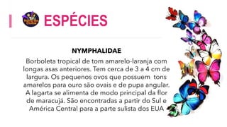 ESPÉCIES
NYMPHALIDAE
Borboleta tropical de tom amarelo-laranja com
longas asas anteriores. Tem cerca de 3 a 4 cm de
largura. Os pequenos ovos que possuem tons
amarelos para ouro são ovais e de pupa angular.
A lagarta se alimenta de modo principal da flor
de maracujá. São encontradas a partir do Sul e
América Central para a parte sulista dos EUA
 