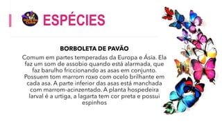 ESPÉCIES
BORBOLETA DE PAVÃO
Comum em partes temperadas da Europa e Ásia. Ela
faz um som de assobio quando está alarmada, que
faz barulho friccionando as asas em conjunto.
Possuem tom marrom roxo com ocelo brilhante em
cada asa. A parte inferior das asas está manchada
com marrom-acinzentado. A planta hospedeira
larval é a urtiga, a lagarta tem cor preta e possui
espinhos
 