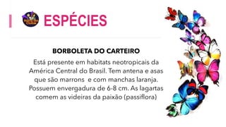 ESPÉCIES
BORBOLETA DO CARTEIRO
Está presente em habitats neotropicais da
América Central do Brasil. Tem antena e asas
que são marrons e com manchas laranja.
Possuem envergadura de 6-8 cm. As lagartas
comem as videiras da paixão (passiflora)
 