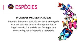 ESPÉCIES
LYCAEIDES MELISSA SAMUELIS
Pequena borboleta azul. Esta espécie ameaçada
vive em savanas de carvalho e pinheiros. A
lagarta verde é atendida por formigas que
coletam líquido açucarado e secretado
 