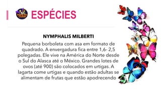 ESPÉCIES
NYMPHALIS MILBERTI
Pequena borboleta com asa em formato de
quadrado. A envergadura fica entre 1,6- 2,5
polegadas. Ele vive na América do Norte desde
o Sul do Alasca até o México. Grandes lotes de
ovos (até 900) são colocados em urtigas. A
lagarta come urtigas e quando estão adultas se
alimentam de frutas que estão apodrecendo
 