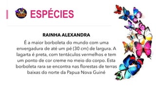 ESPÉCIES
RAINHA ALEXANDRA
É a maior borboleta do mundo com uma
envergadura de até um pé (30 cm) de largura. A
lagarta é preta, com tentáculos vermelhos e tem
um ponto de cor creme no meio do corpo. Esta
borboleta rara se encontra nas florestas de terras
baixas do norte da Papua Nova Guiné
 